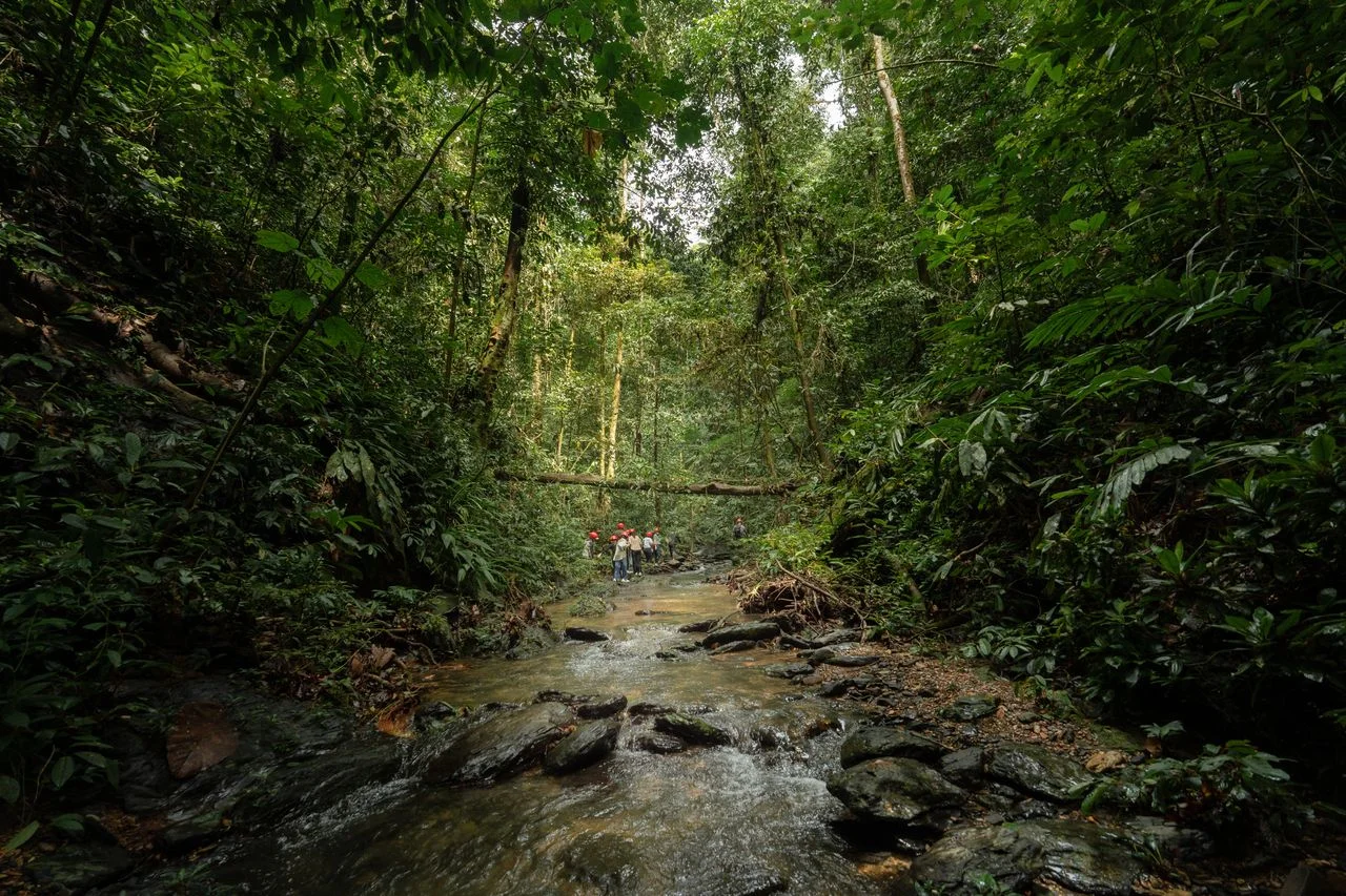 Ulu Temburong National Park