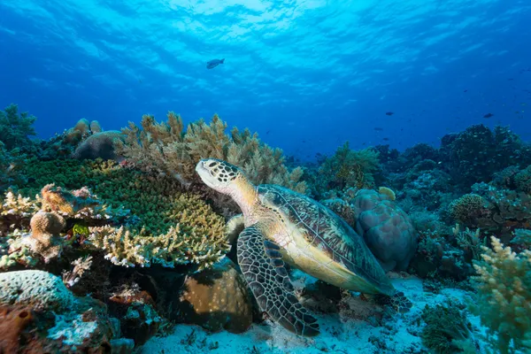 Tubbataha Reefs National Park