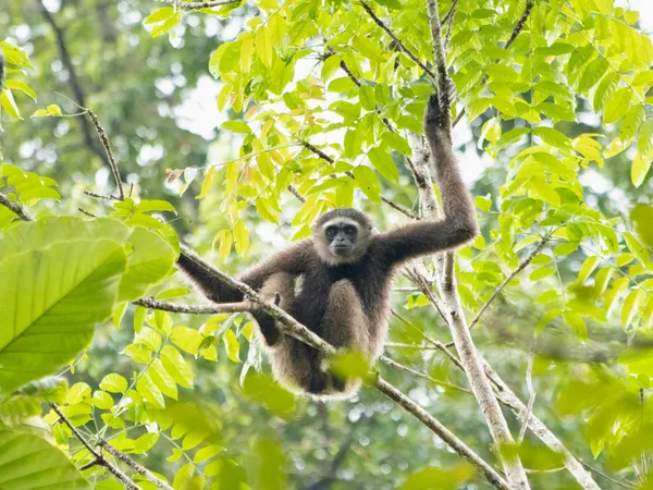 Sepilok Orangutan Rehabilitation Centre
