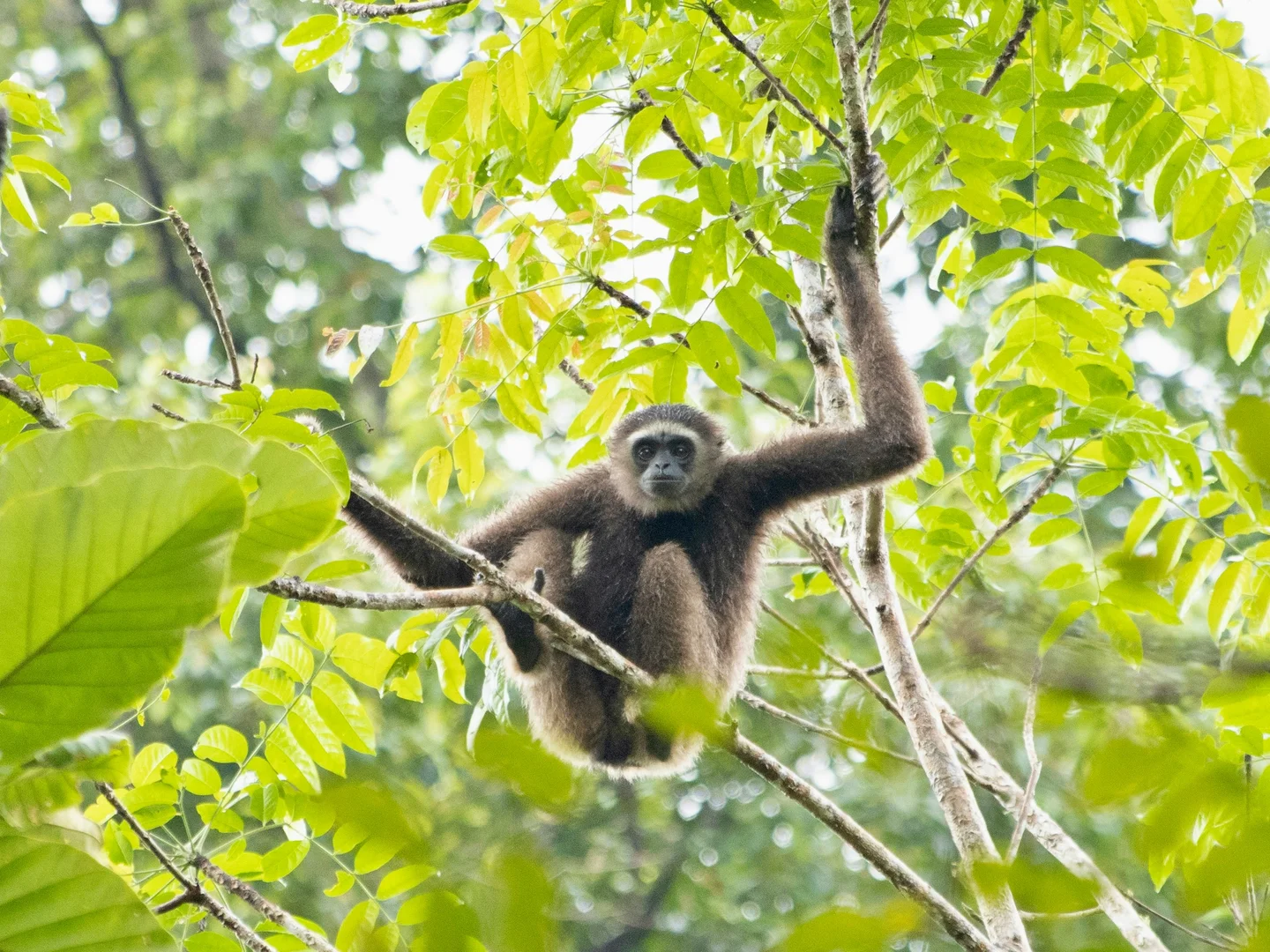 Sepilok Orangutan Rehabilitation Centre