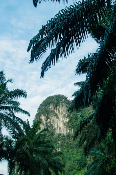Gunung Mulu National Park