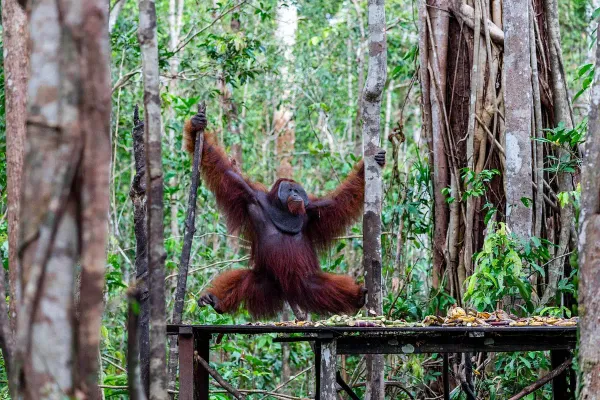 Tanjung Puting National Park