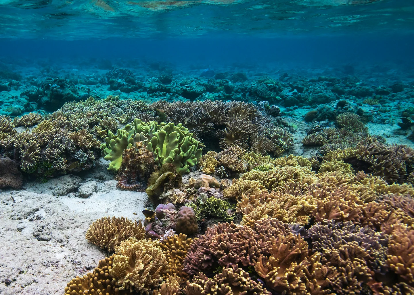 Bunaken Marine Park