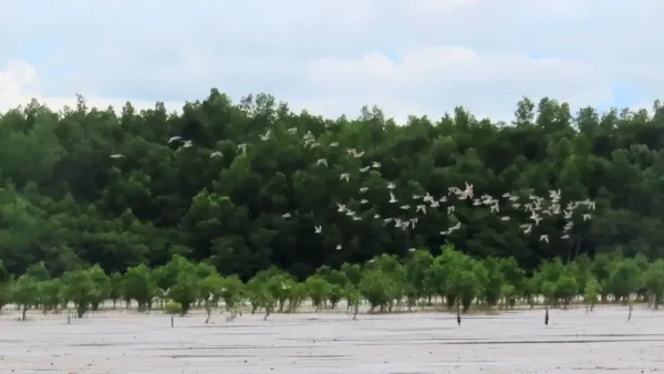 Three Mindanao Wetland Ecosystems Join East Asian–Australasian Flyway Network