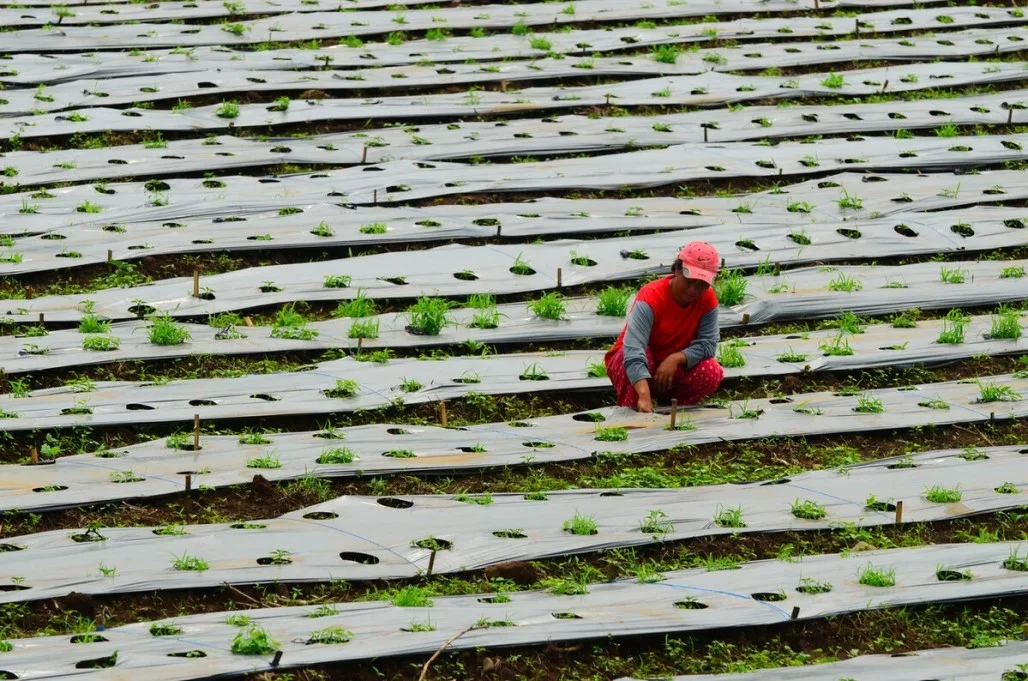 Farm tourism in the Philippines promotes sustainable farming practices. Photo credit: Asian Development Bank.