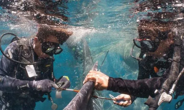 Whale Sharks Are Good for Tourism in Cenderawasih Bay